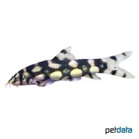 Polka-Dot Loach (Botia kubotai)