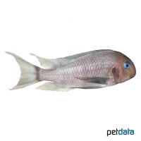 Poll's Tropheus (Tropheus polli)