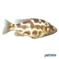 Polystigma Cichlid (Nimbochromis polystigma)