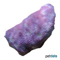 Pore Coral (SPS) (Porites decasepta)