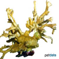 Pore Coral (SPS) (Porites deformis)