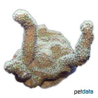 Pore Coral (SPS) (Porites latistellata)