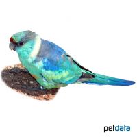 Port Lincoln Ringneck (Barnardius zonarius semitorquatus)