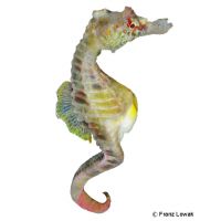 Pot-bellied Seahorse (Hippocampus abdominalis)