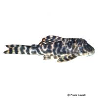 Prince Tiger Pleco L377 (Peckoltia sp. 'L377')