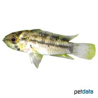 Pucallpa Dwarf Cichlid (Apistogrammoides pucallpaensis)