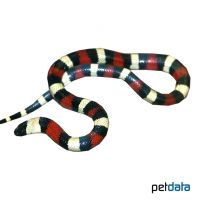 Pueblan Milk Snake (Lampropeltis triangulum campelli)