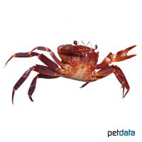 Purple Matano Crab (Syntripsa matanensis)