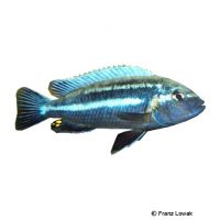 Purple Mbuna (Melanochromis vermivorus)