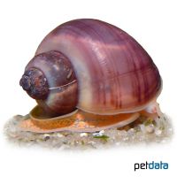 Purple Mystery Snail (Pomacea bridgesii 'Purple')