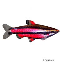 Purple Pencilfish (Nannostomus rubrocaudatus)