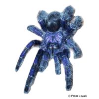 Purple Pinktoe Tarantula (Avicularia purpurea)