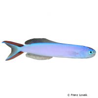 Purple Tilefish (Hoplolatilus purpureus)