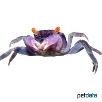 Purple Vampire Crab (Geosesarma dennerle)