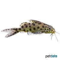 Pygmy Leopard Catfish (Synodontis petricola)