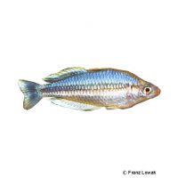 Pygmy Rainbowfish (Melanotaenia pygmaea)