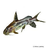 Pyjama Catfish (Synodontis flavitaeniatus)