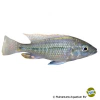 Rainbow Haplochromis (Protomelas similis)