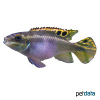 Rainbow Krib (Pelvicachromis pulcher)