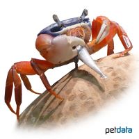 Rainbow Land Crab (Cardisoma armatum)
