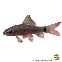 Rainbow Shark (Epalzeorhynchos frenatum)