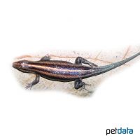 Rainbow Skink (Trachylepis margaritifera)