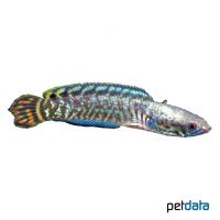 Rainbow Snakehead (Channa bleheri)