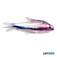 Rainbow Tetra (Nematobrycon lacortei)