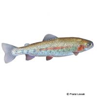 Rainbow Trout (Oncorhynchus mykiss)