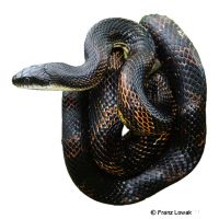 Ratsnake (Pantherophis obsoletus)