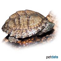 Razorback Musk Turtle (Sternotherus carinatus)