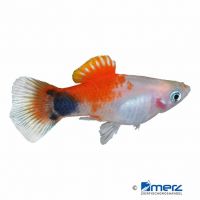 Red & White Mickey Mouse Platy (Xiphophorus maculatus var.)