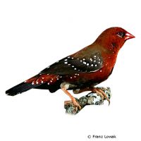 Red Avadavat (Amandava amandava)