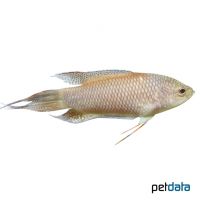 Red Backed Paradise Fish (Macropodus erythropterus)