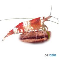 Red Bee Shrimp (A) (Caridina logemanni 'Red')