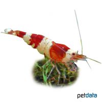 Red Bee Shrimp (B) (Caridina logemanni 'Red')