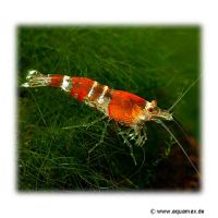 Red Bee Shrimp (Caridina logemanni 'Red')
