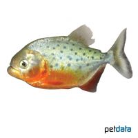 Red Bellied Piranha (Pygocentrus nattereri)