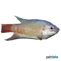 Red Blue Paradise Fish (Macropodus opercularis 'Red Blue')