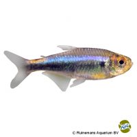 Red-Blue Peru Tetra (Hyphessobrycon margitae)