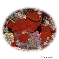 Red Bubble Mushroom (Discosoma sp.)