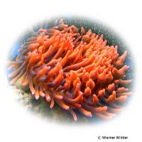 Red Bulb Tentacle Sea Anemone (Entacmaea quadricolor 'Red')