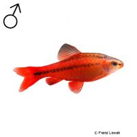 Red Cherry Barb (Puntius titteya 'Red')