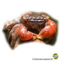 Red Claw Crab (Parasesarma bidens)