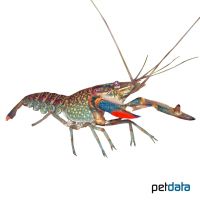 Red Claw Crayfish (Cherax quadricarinatus)