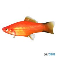 Red Comet Swordtail (Xiphophorus hellerii var.)