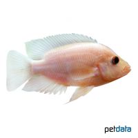 Red Devil Cichlid (Amphilophus labiatus)