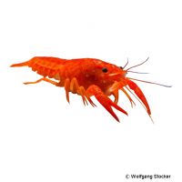 Red Dwarf Crayfish (Cambarellus patzcuarensis 'Red')