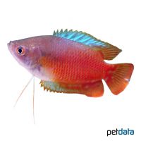 Red Dwarf Gourami (Trichogaster lalius 'Red')