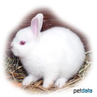 Red Eyed Rabbit (Oryctolagus cuniculus f. dom. 'Red Eyed')